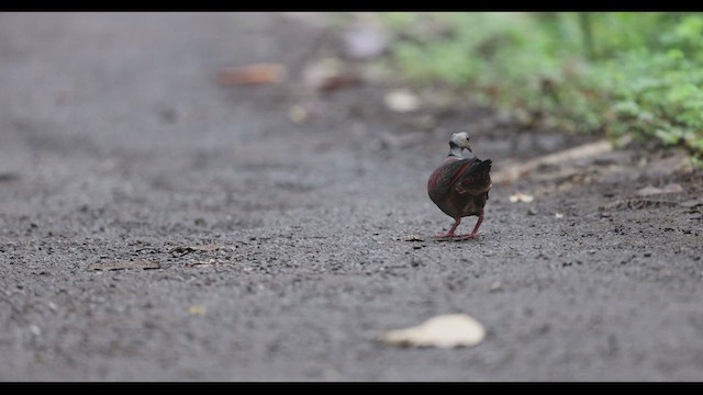 カンムリウズラバト - ML612223071