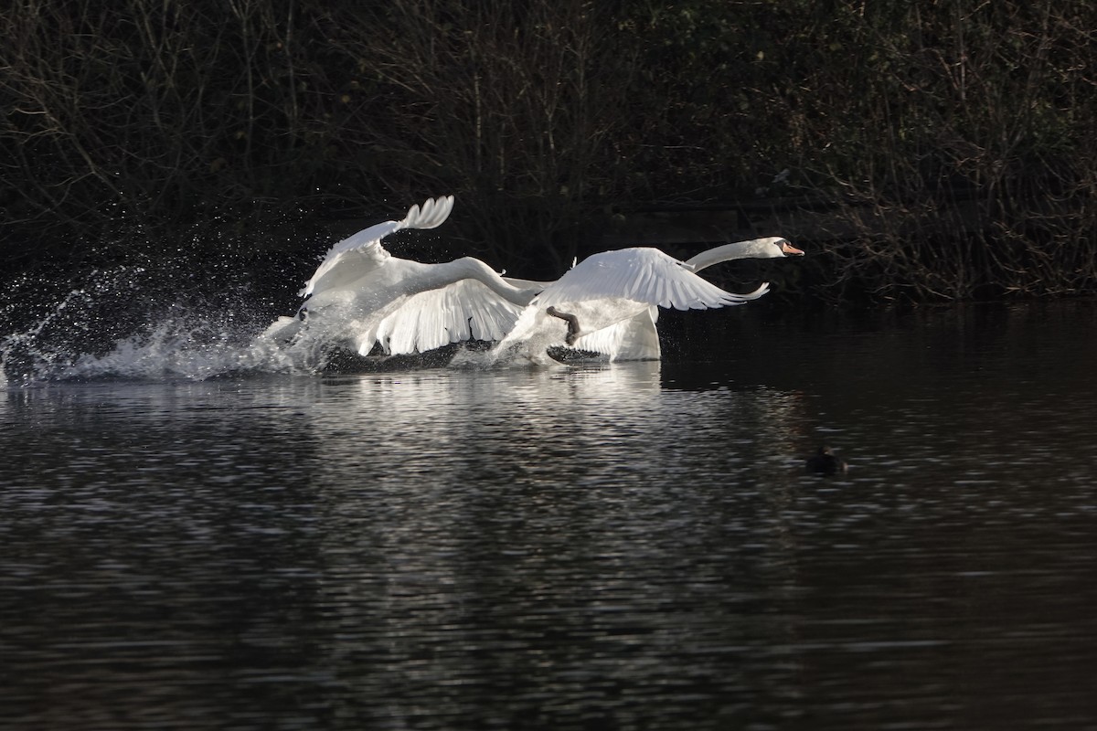 Cygne tuberculé - ML612223077