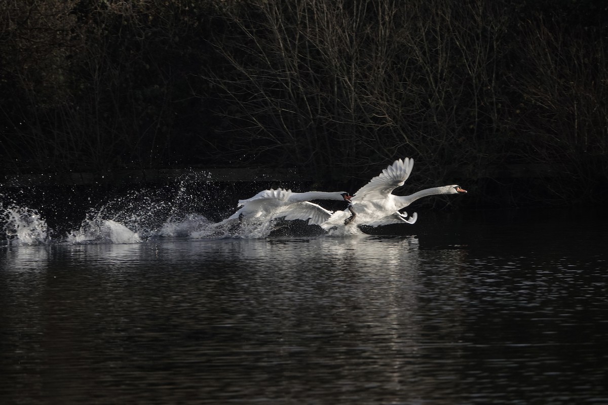 Mute Swan - David Oulsnam