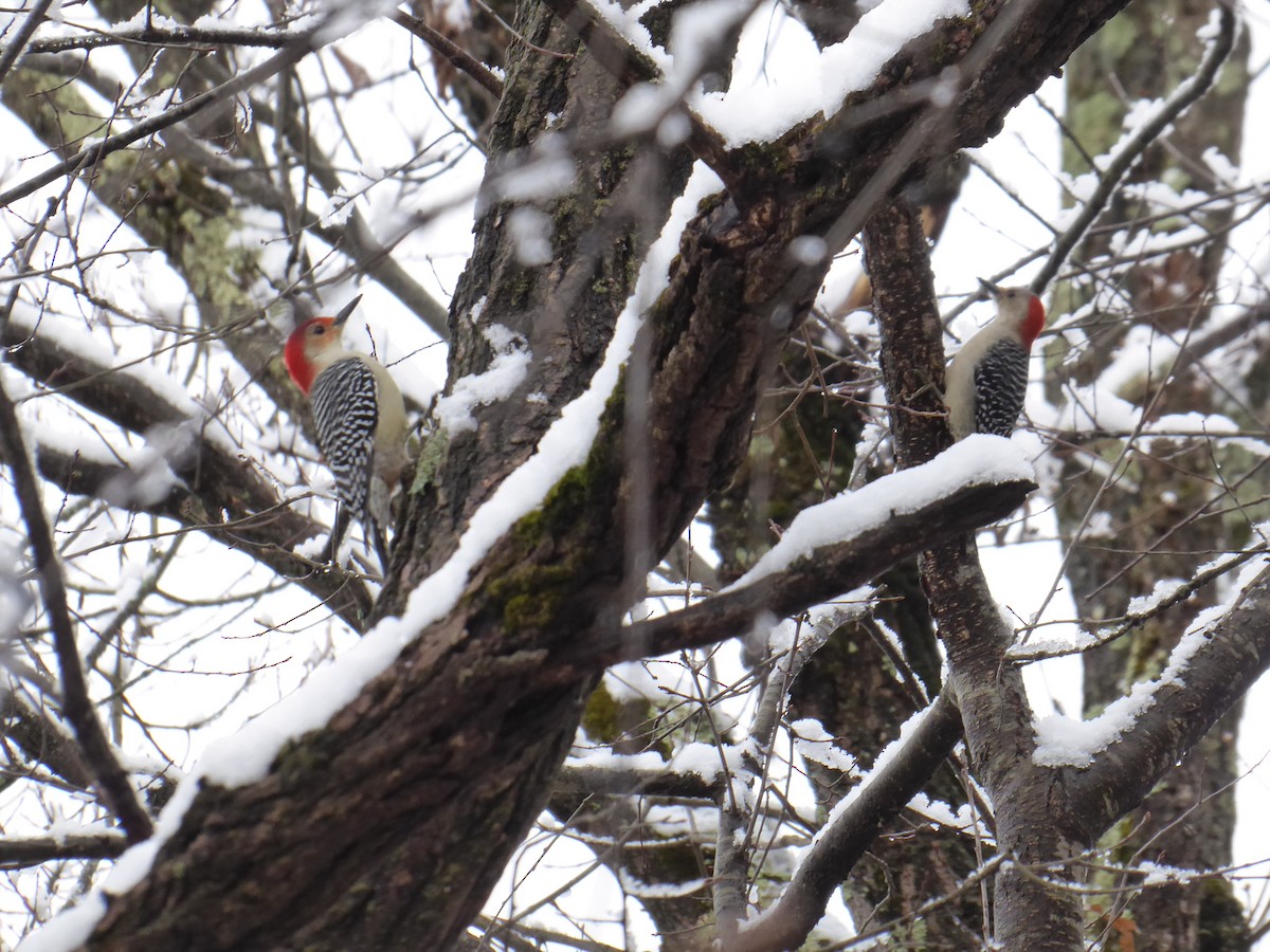 Red-bellied Woodpecker - M. Jordan
