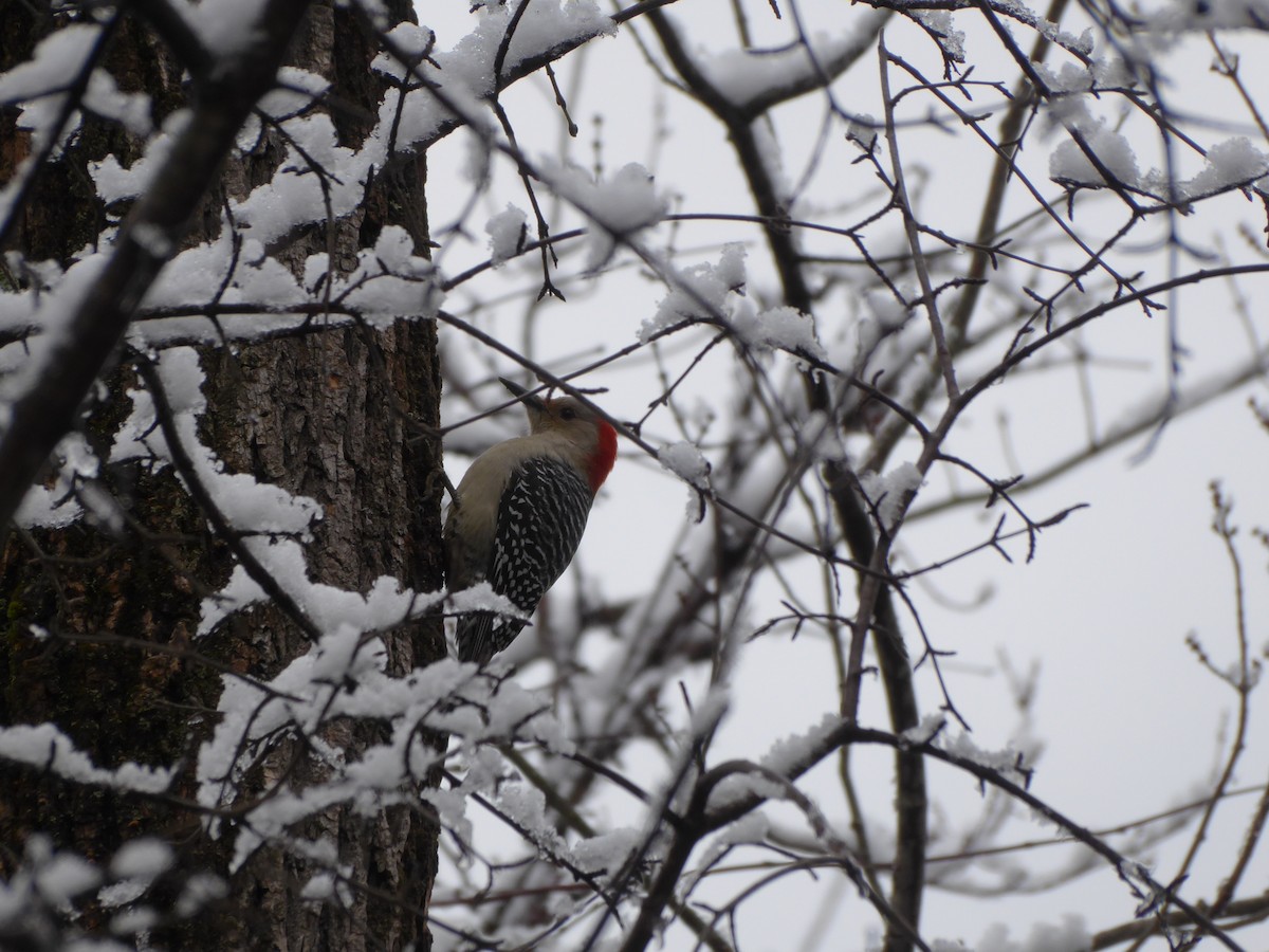 Red-bellied Woodpecker - ML612223087