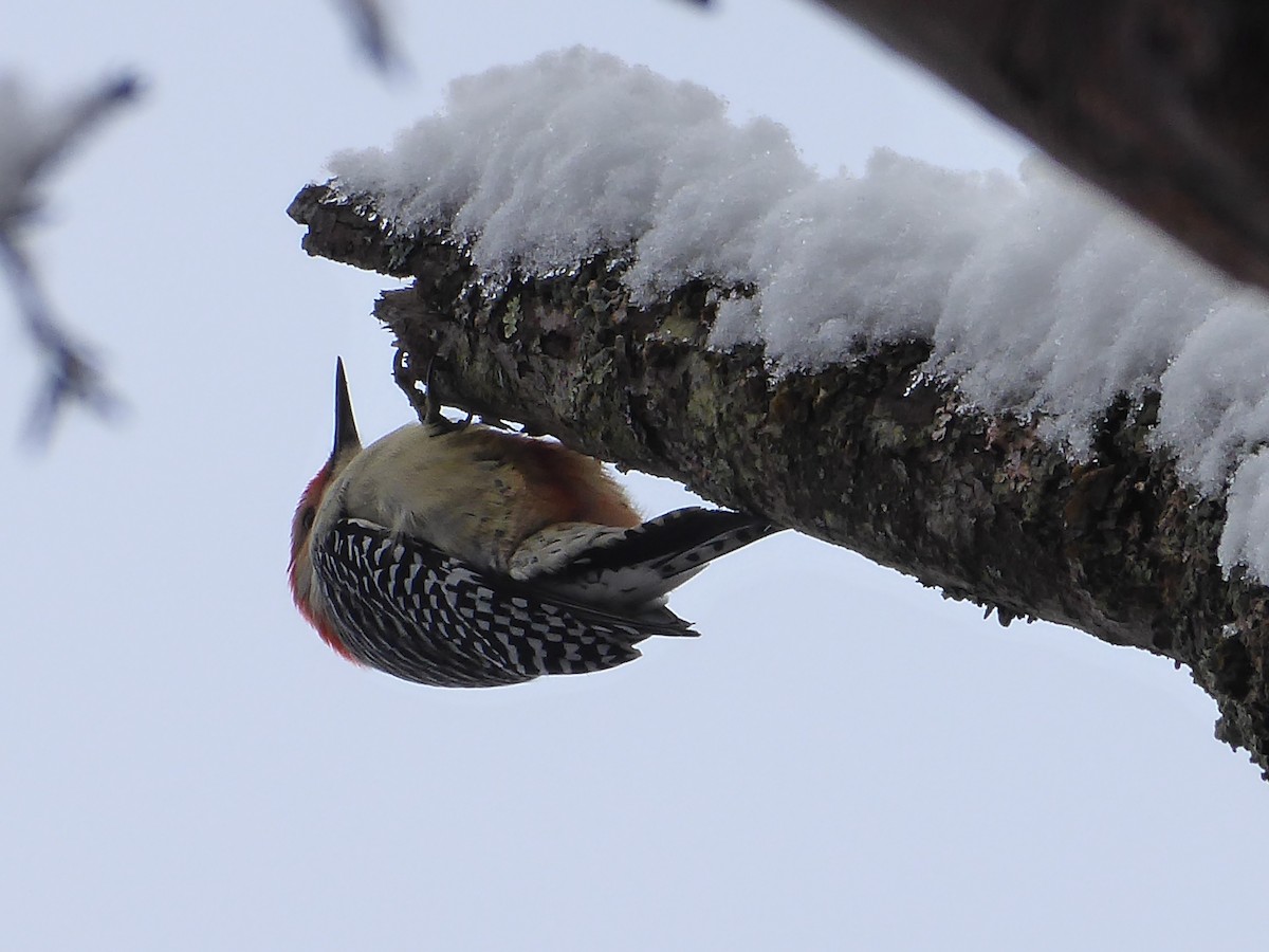 Red-bellied Woodpecker - ML612223095