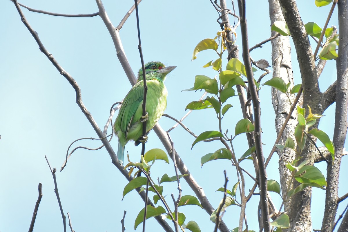 Moustached Barbet - Thitiphon Wongkalasin