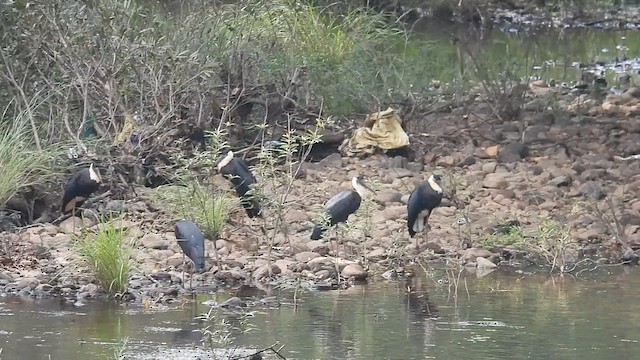 Asian Woolly-necked Stork - ML612223105