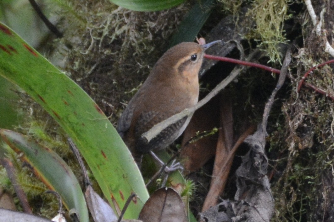 Mountain Wren - Cathy Pasterczyk