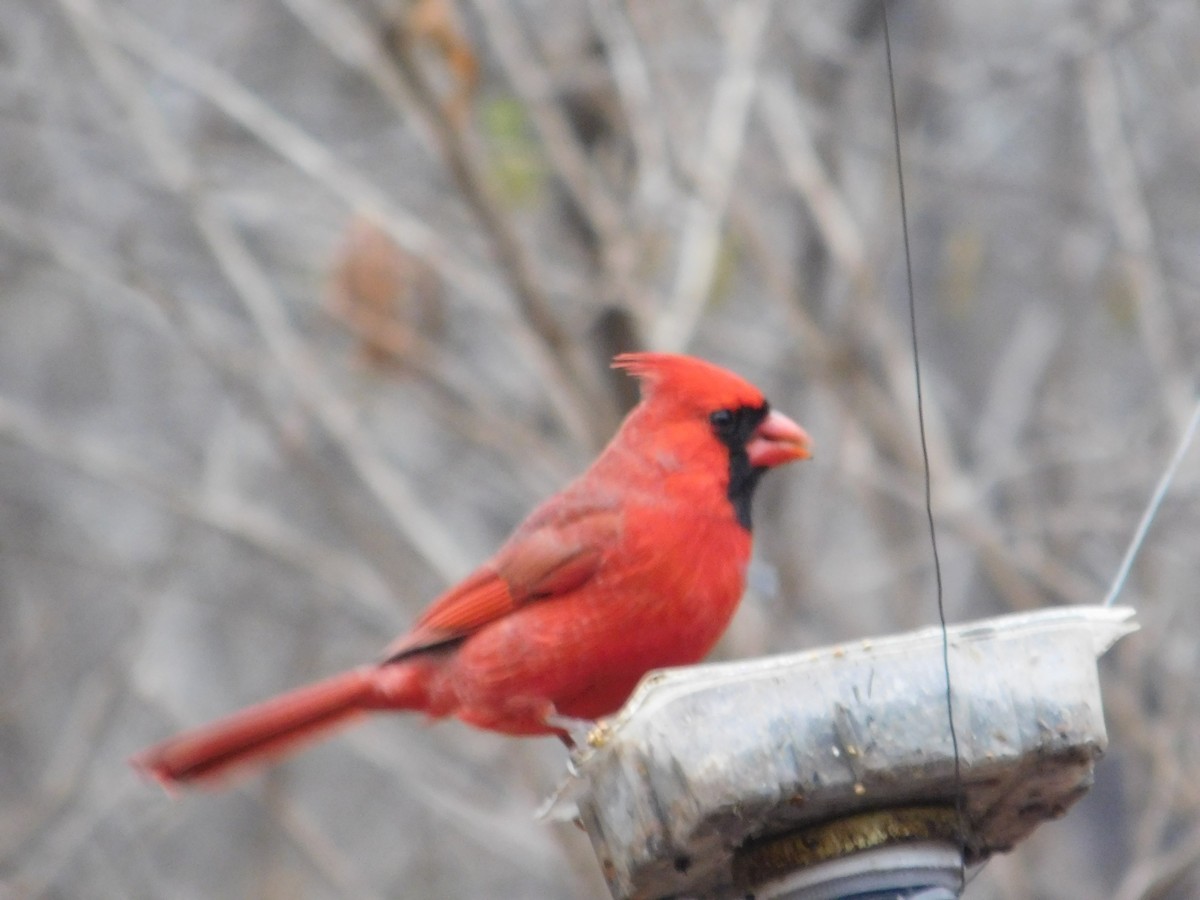 Northern Cardinal - ML612223132