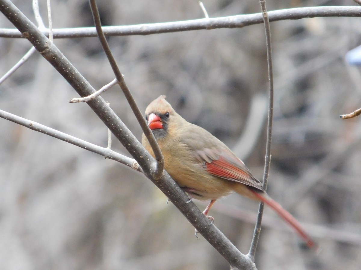 Northern Cardinal - ML612223171