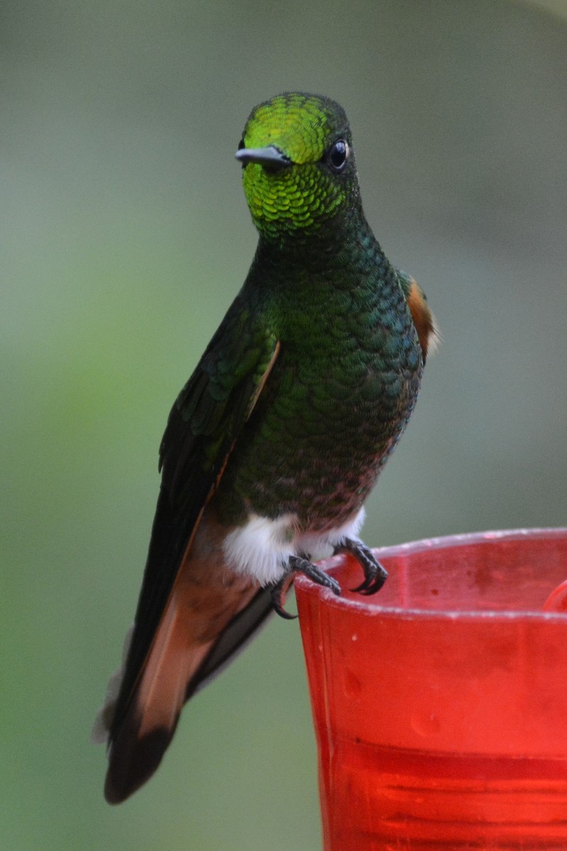 Buff-tailed Coronet - Cathy Pasterczyk