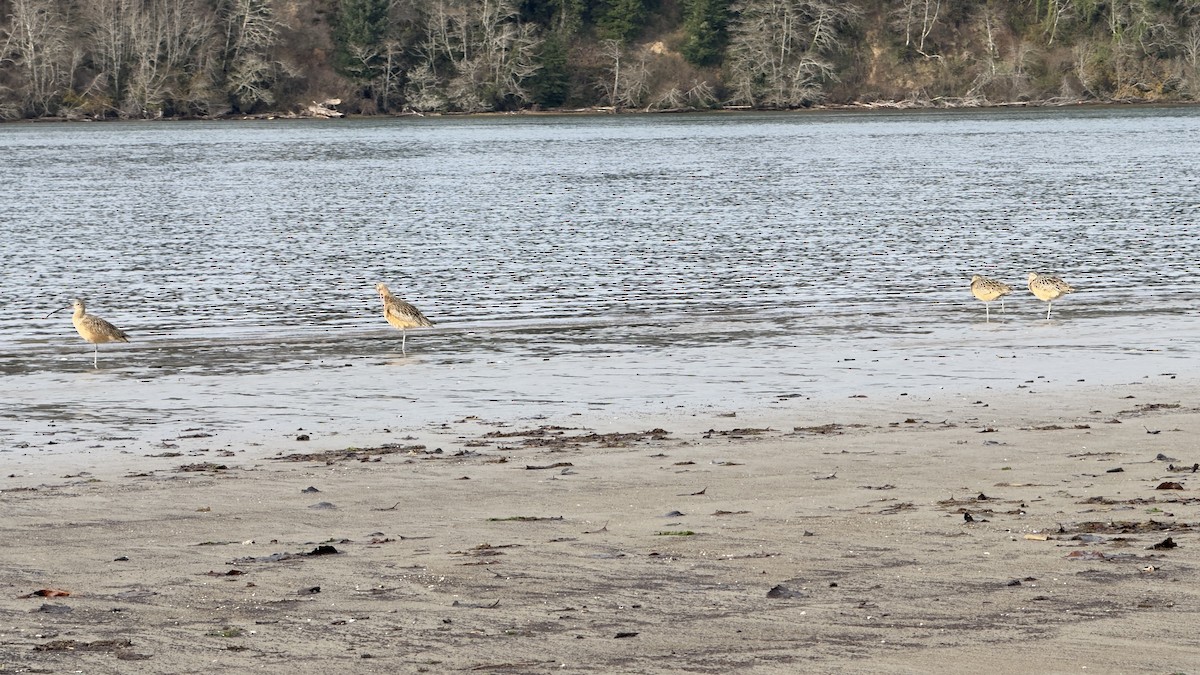 Long-billed Curlew - ML612223189