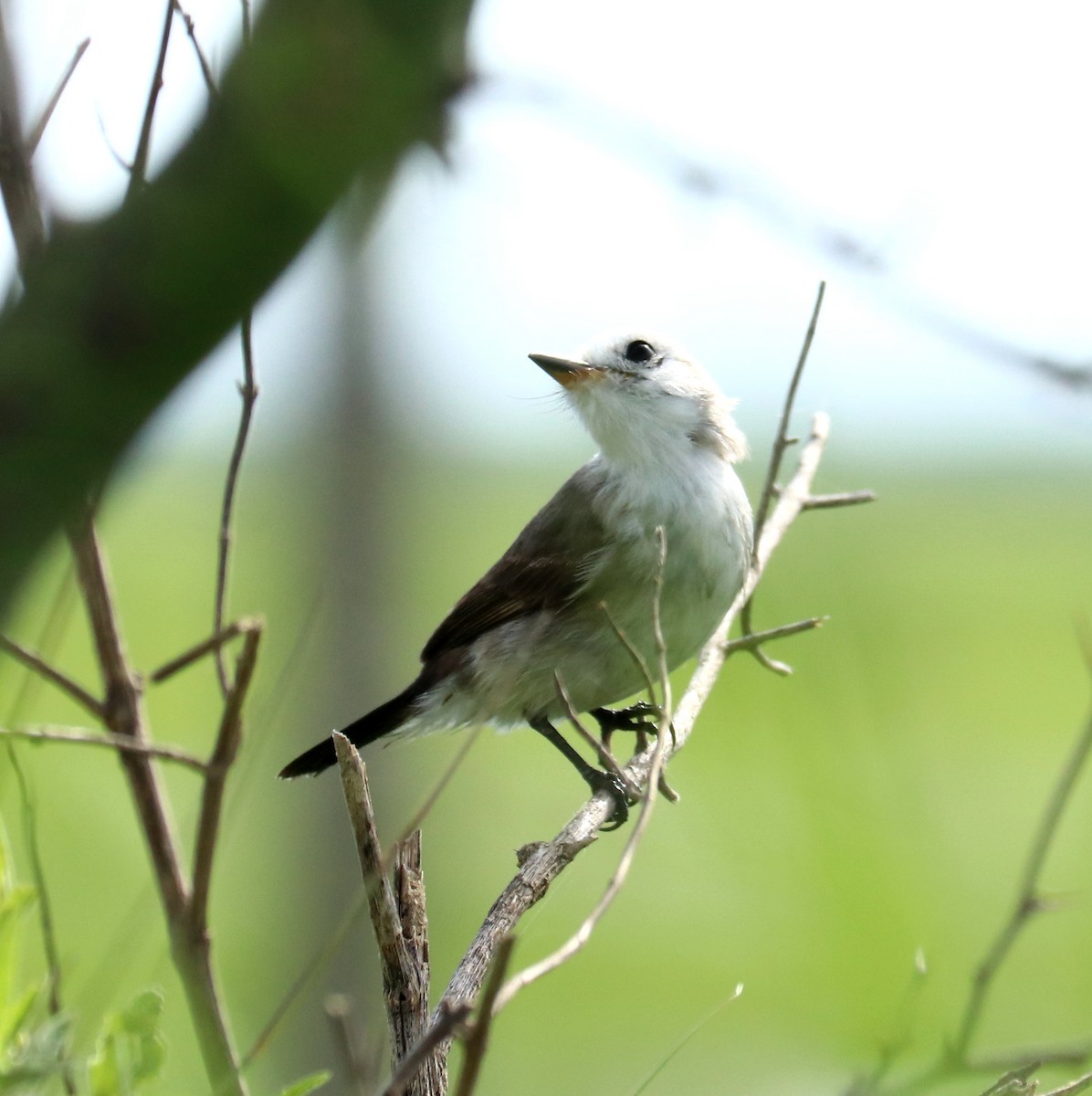 White-headed Marsh Tyrant - ML612223196