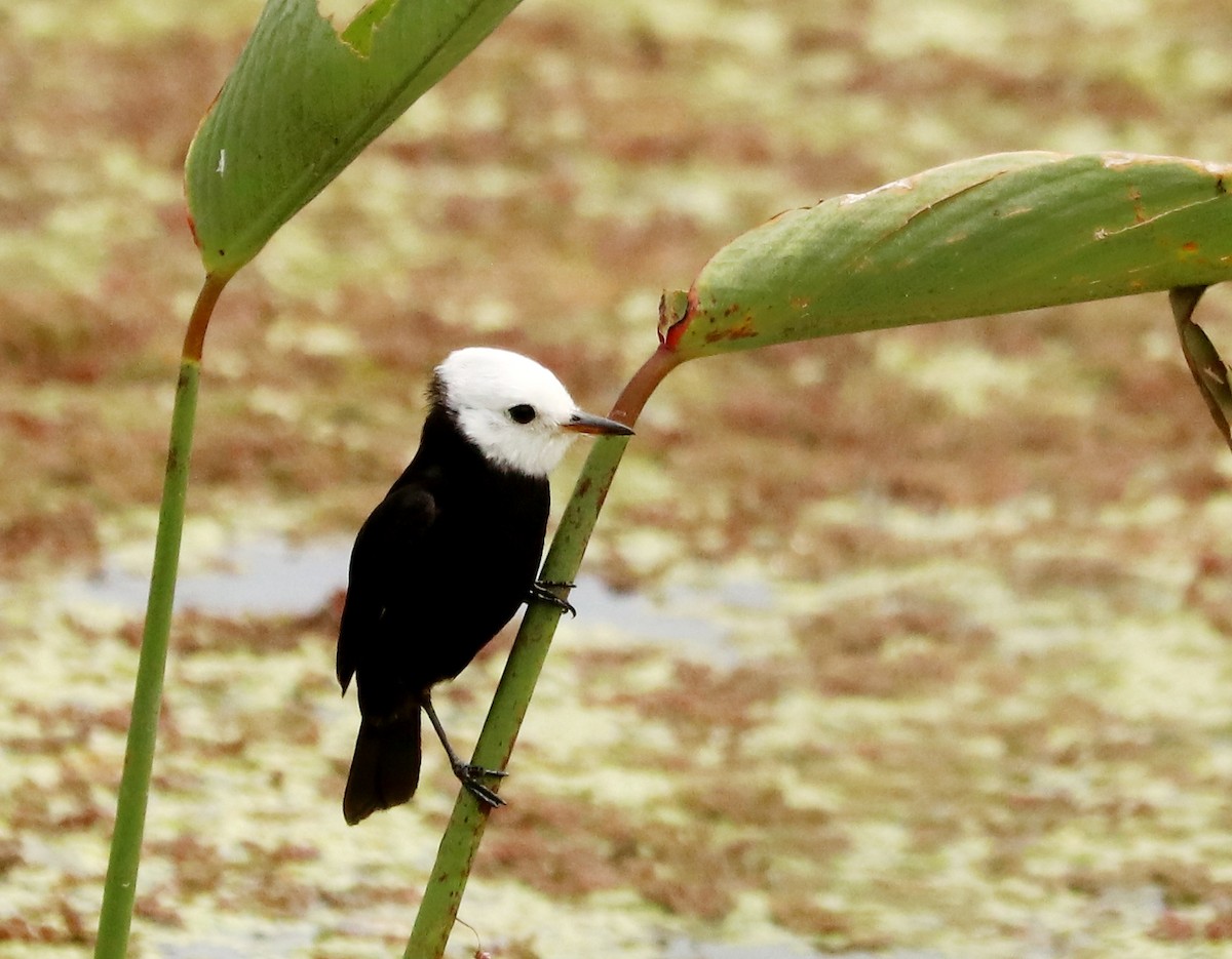 White-headed Marsh Tyrant - ML612223202