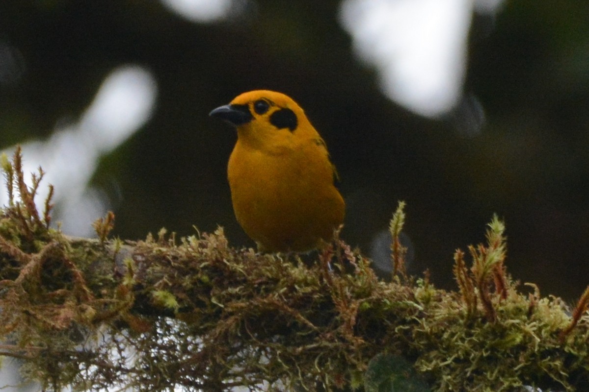Golden Tanager - Cathy Pasterczyk