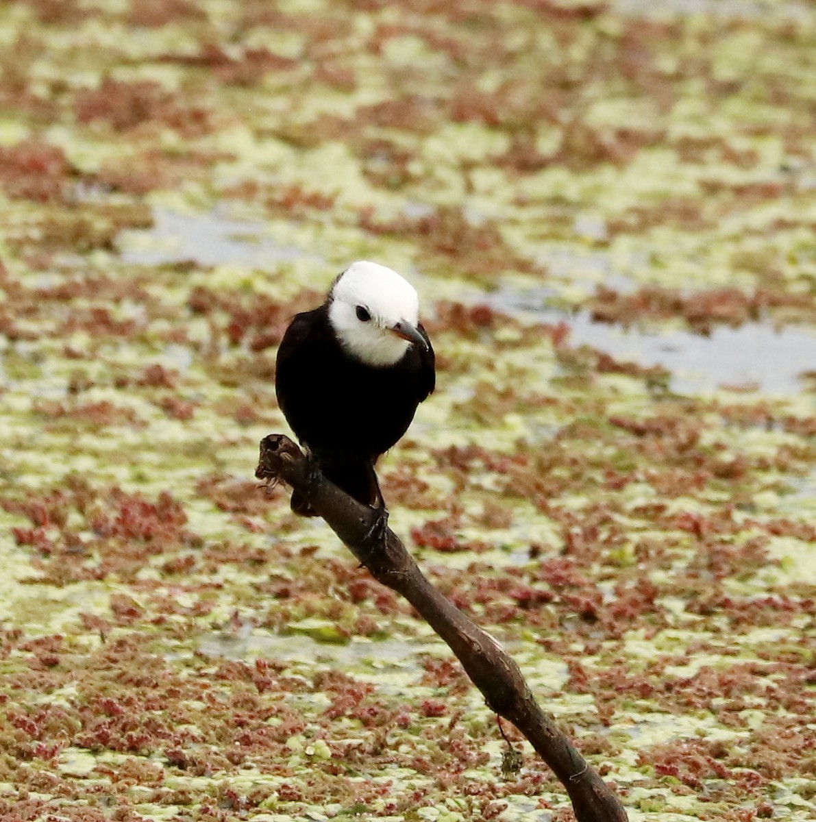 White-headed Marsh Tyrant - ML612223208