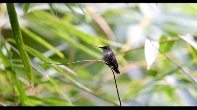 Vervain Hummingbird - ML612223211
