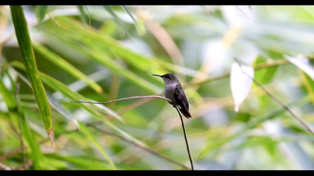 Colibrí Zumbadorcito - ML612223211