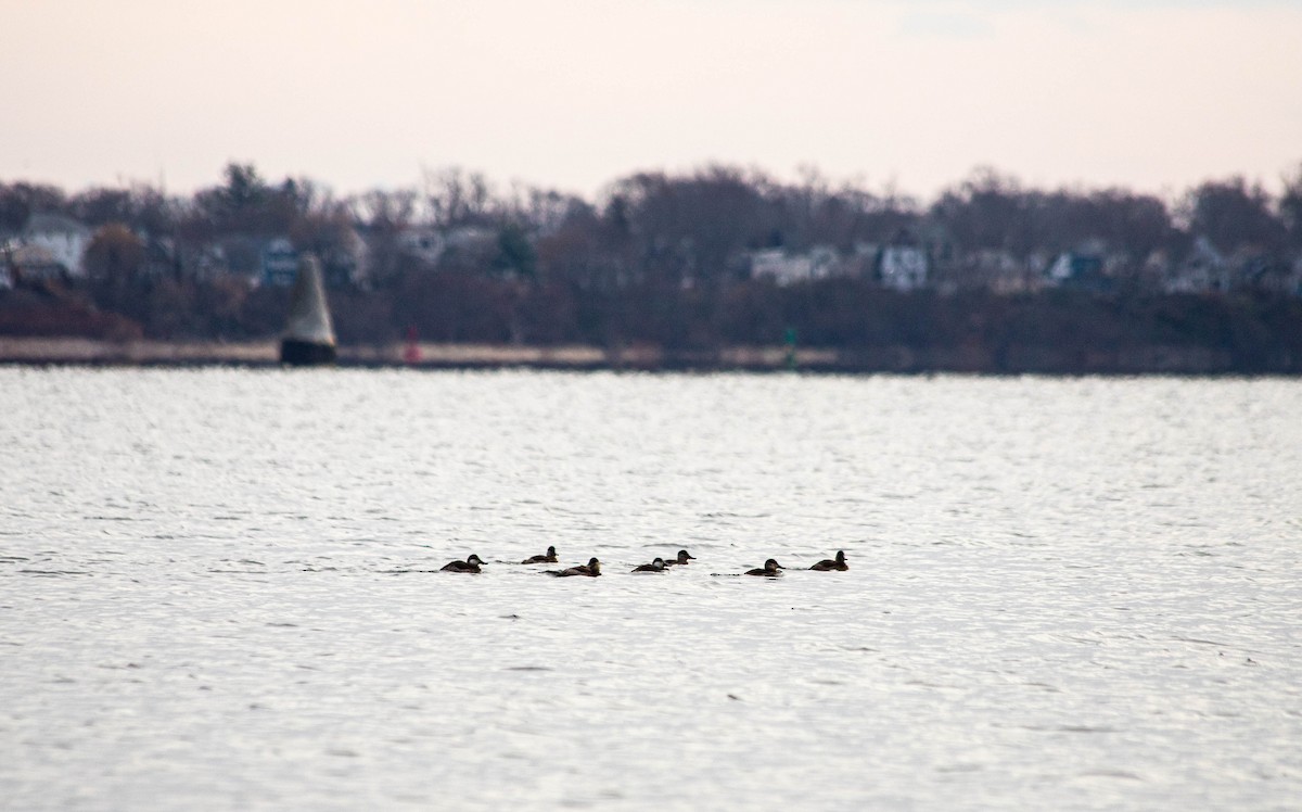 Ruddy Duck - ML612223237