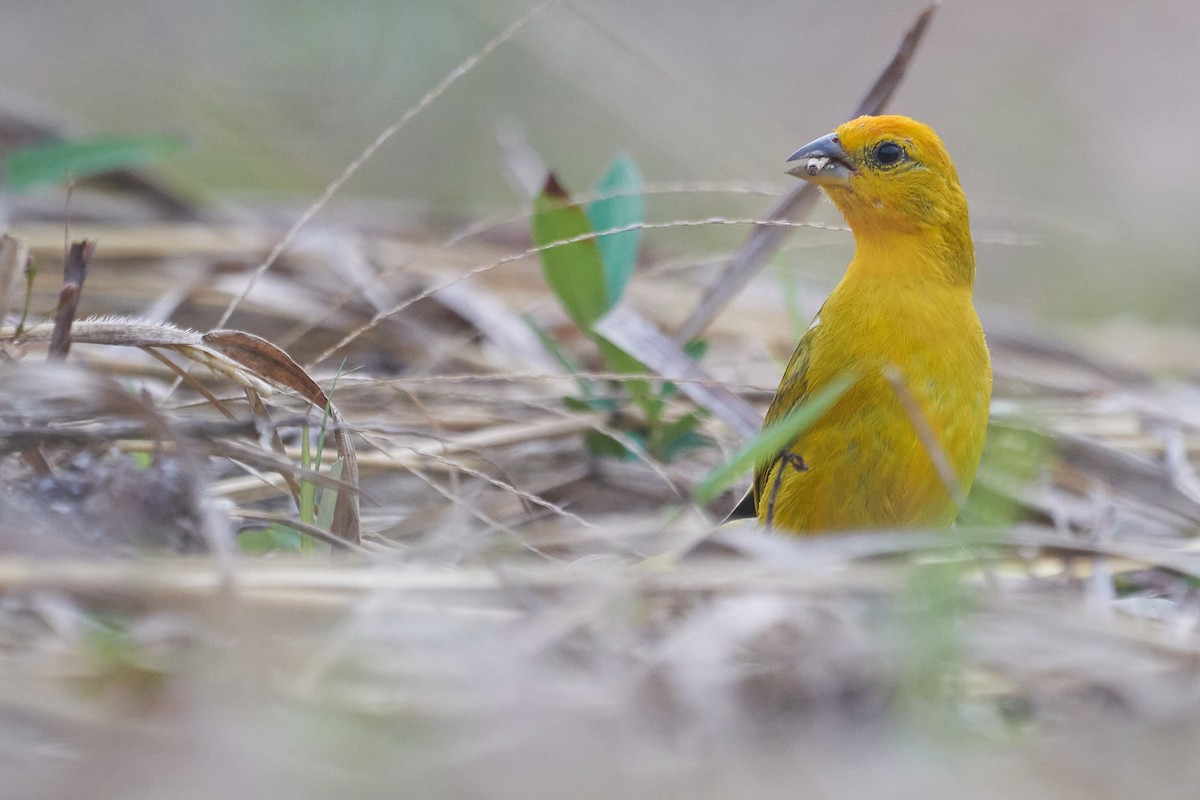 Saffron Finch - Marcel Gil Velasco