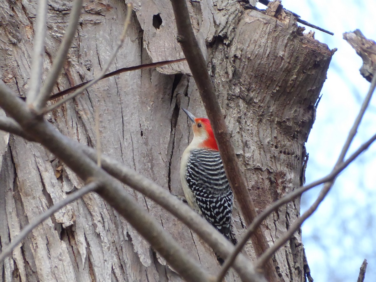 Red-bellied Woodpecker - ML612223246