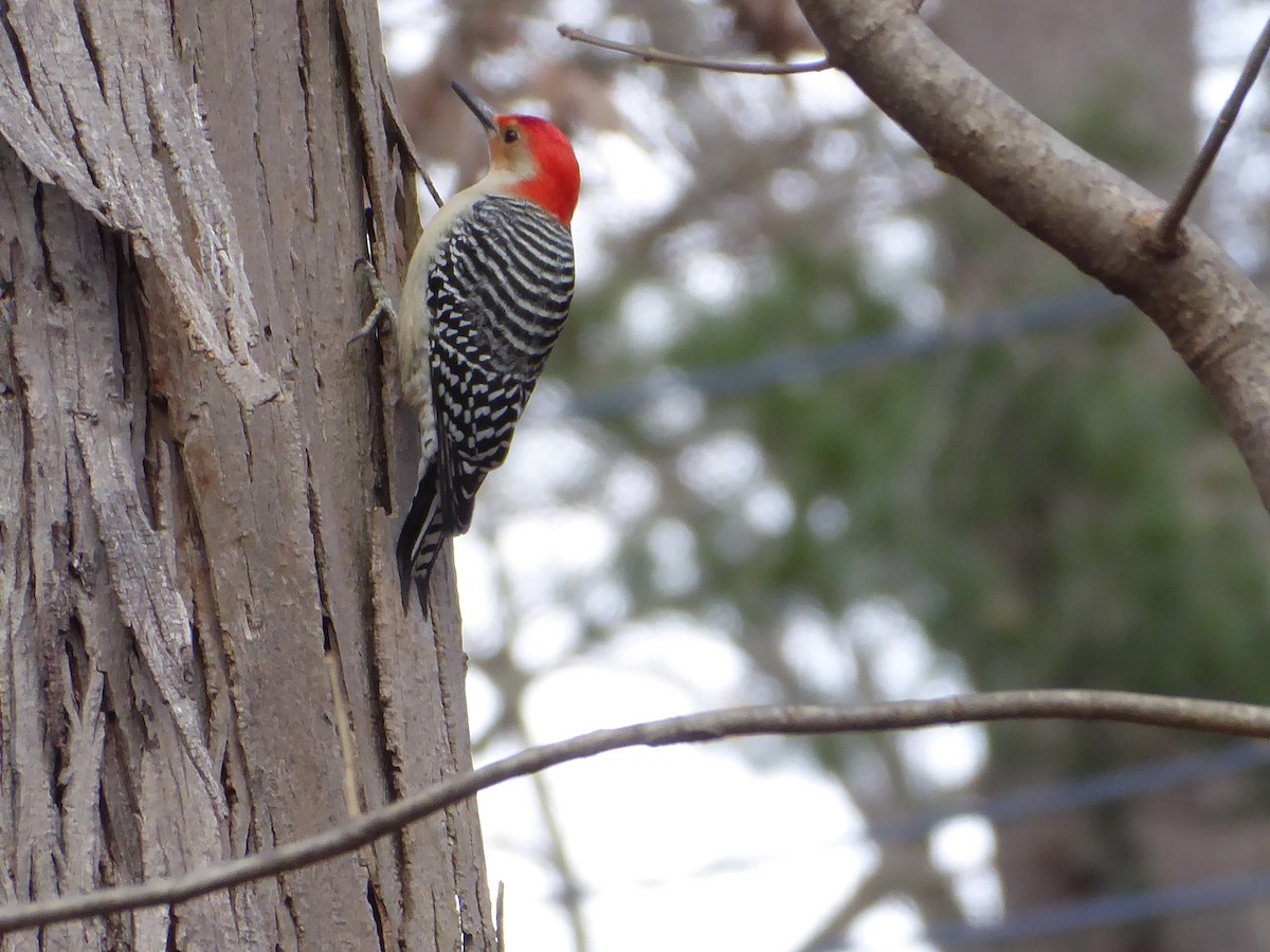 Red-bellied Woodpecker - ML612223249