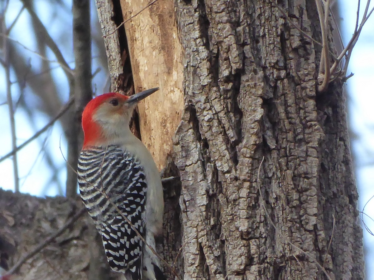 Red-bellied Woodpecker - ML612223252