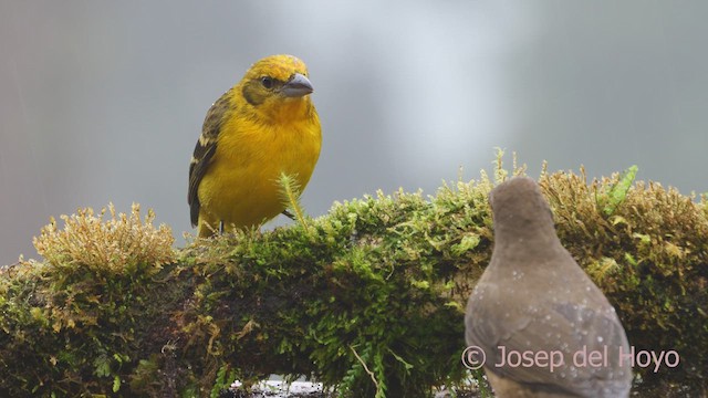 Flame-colored Tanager - ML612223257