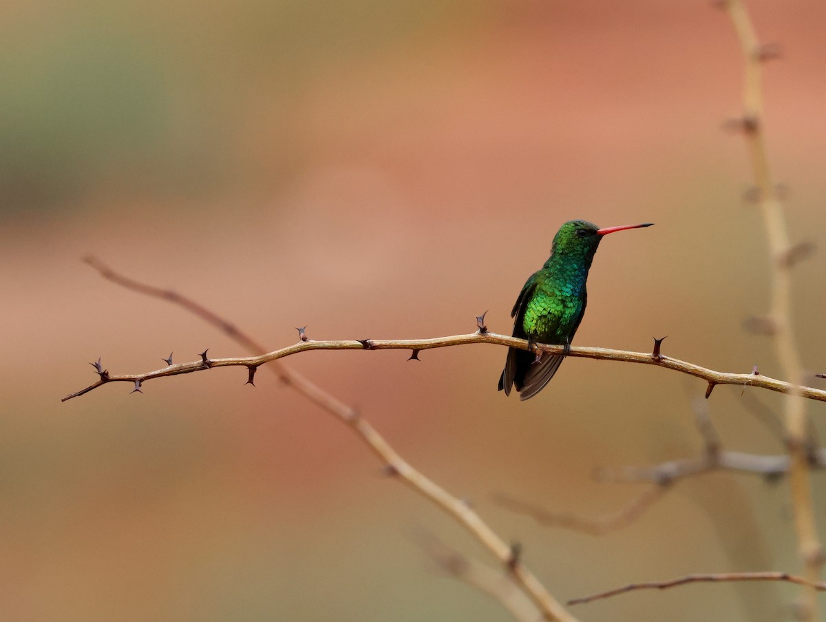 Glittering-bellied Emerald - ML612223264