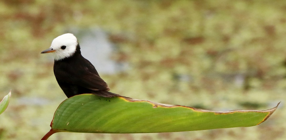 White-headed Marsh Tyrant - ML612223265