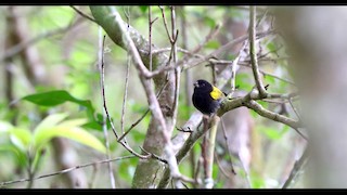  - Yellow-shouldered Grassquit