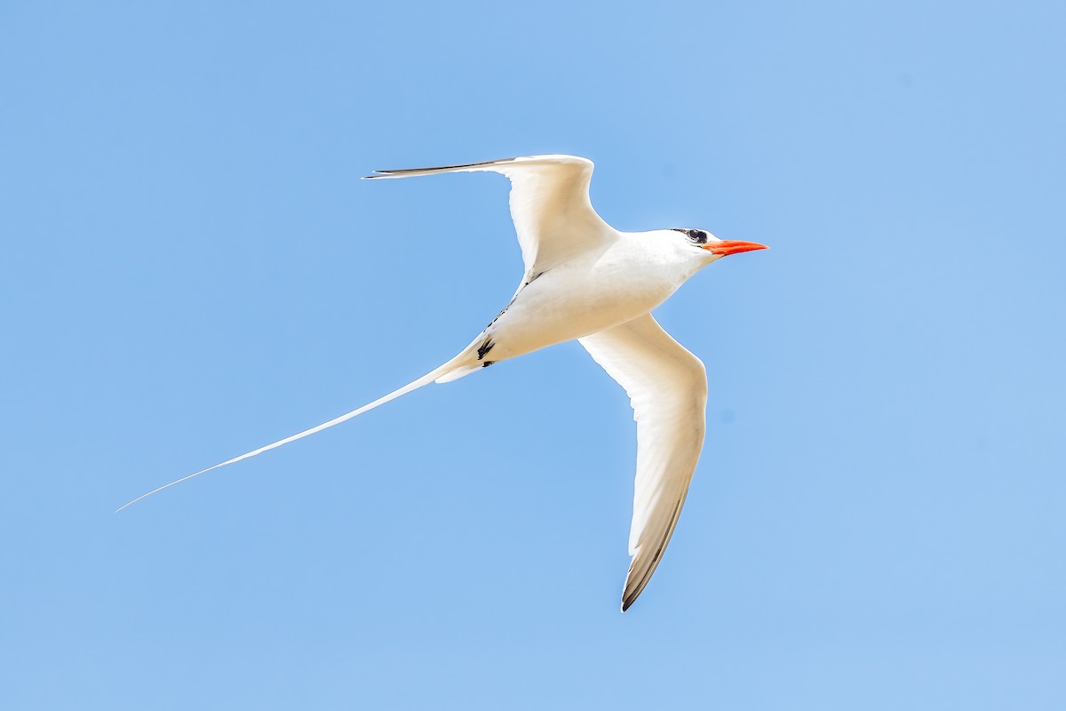 Red-billed Tropicbird - ML612223323