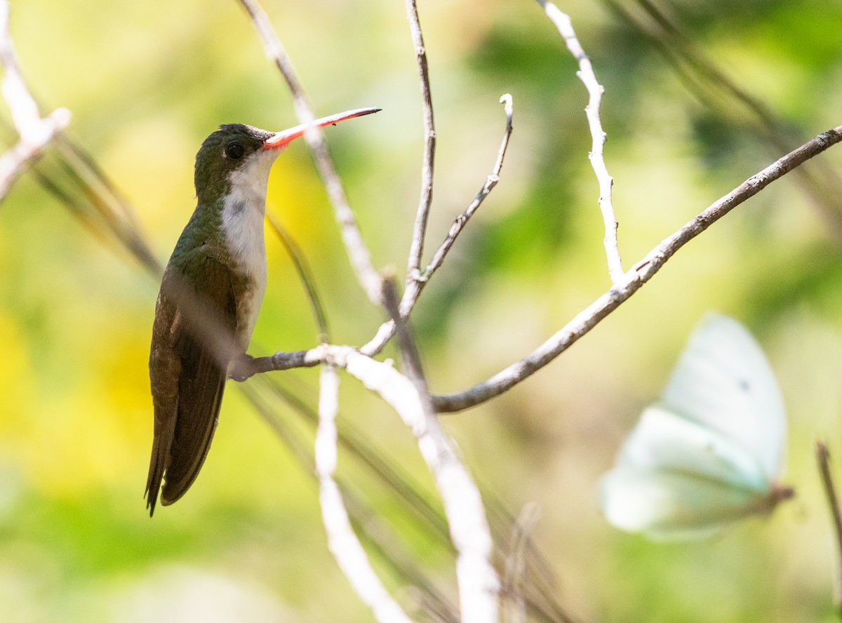 Green-fronted Hummingbird - ML612223351