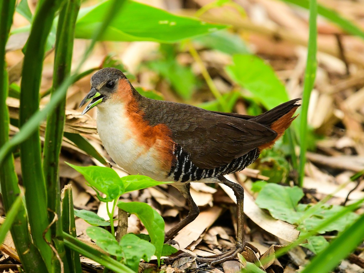 Rufous-sided Crake - ML612223392