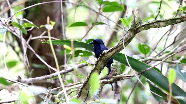 Jamaican Blackbird - ML612223402