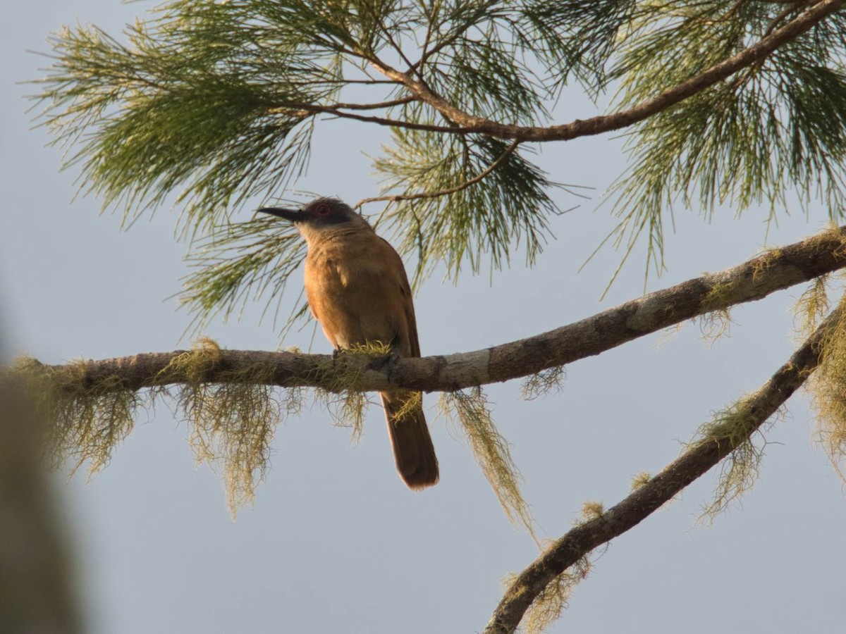 Long-billed Cuckoo - ML612223415