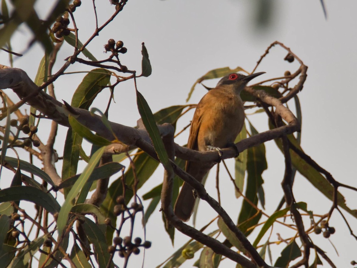 Long-billed Cuckoo - ML612223416