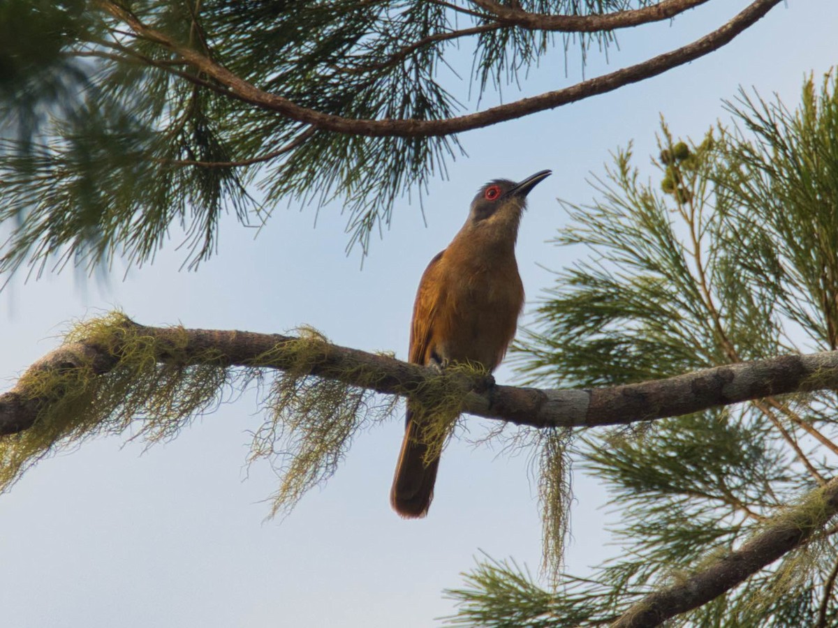 Long-billed Cuckoo - ML612223417