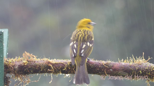 Flame-colored Tanager - ML612223439