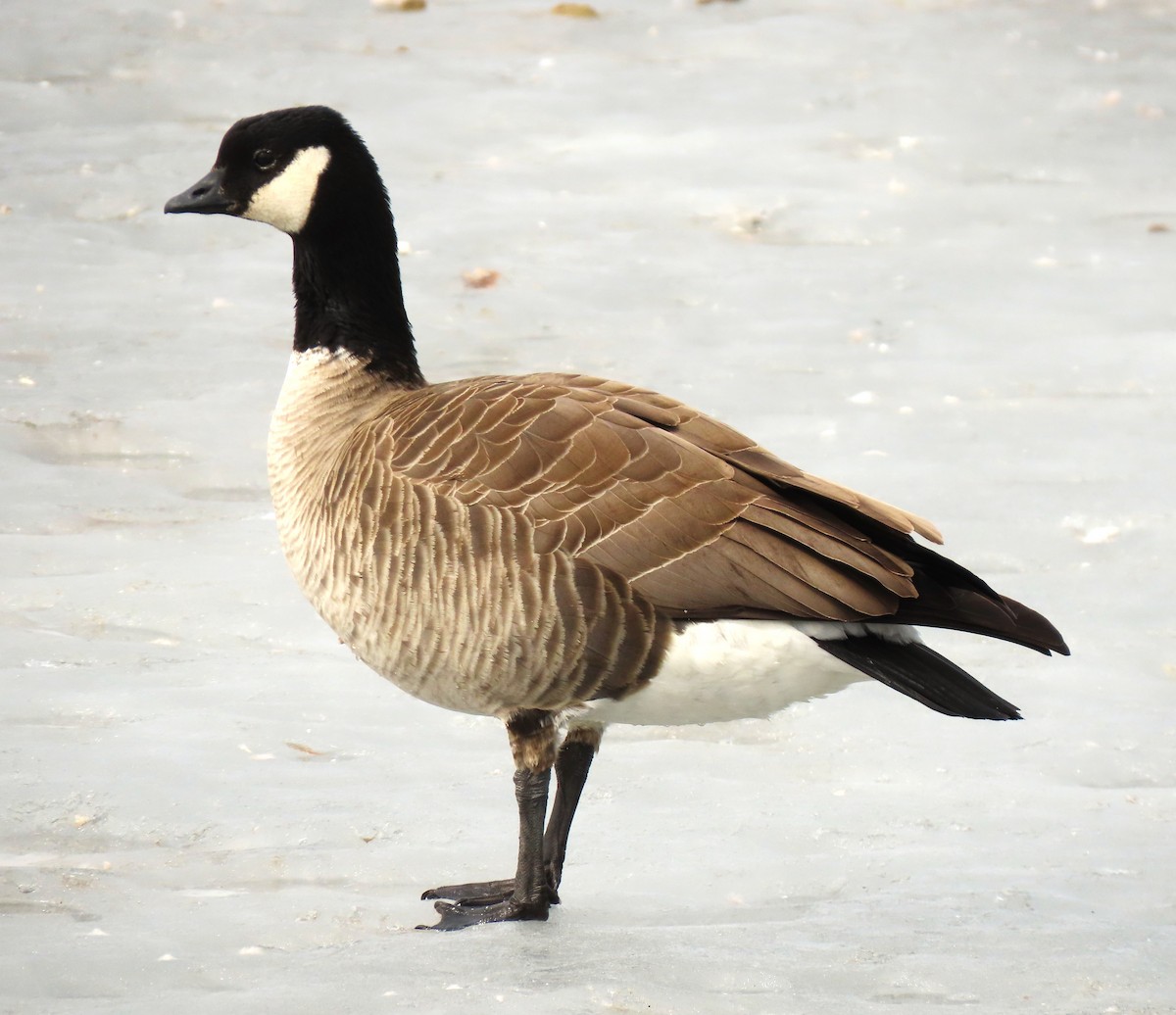 Cackling Goose - ML612223496