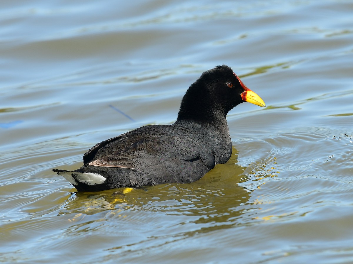 Red-fronted Coot - ML612223503