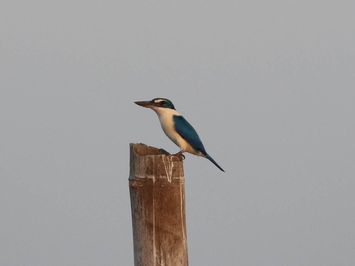 Collared Kingfisher (Oriental) - ML612223514