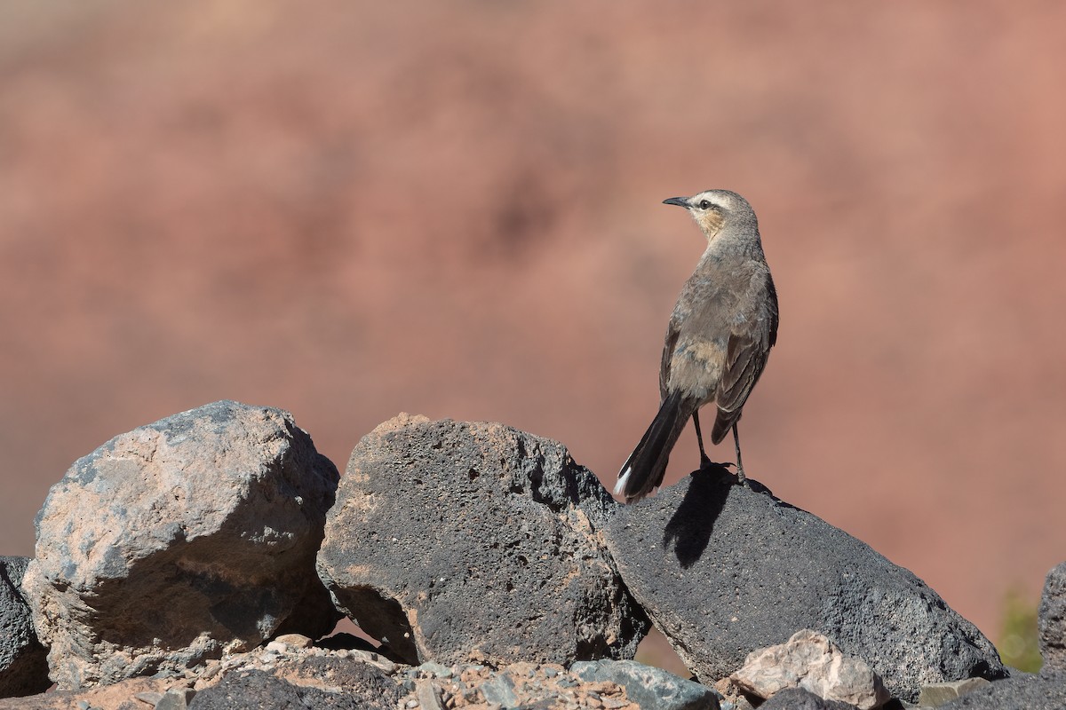 Patagonian Mockingbird - ML612223603