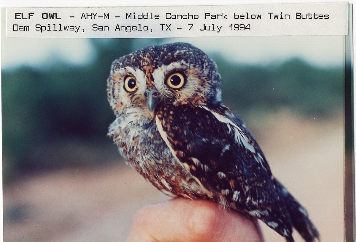 Elf Owl - ML612223676