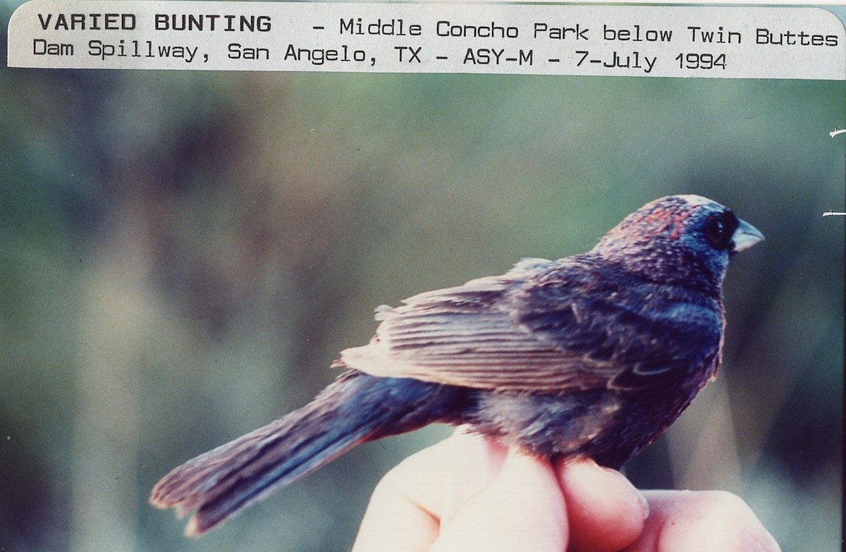 Varied Bunting - ML612223677