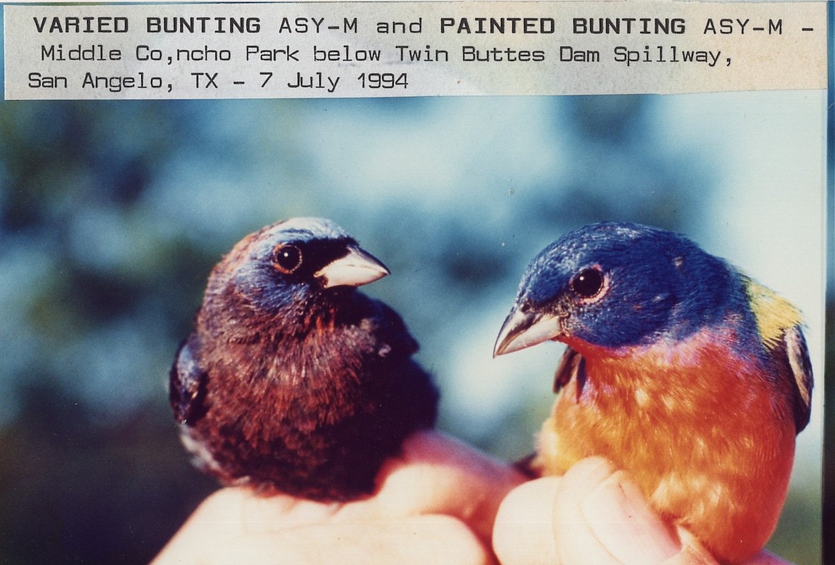 Varied Bunting - ML612223679