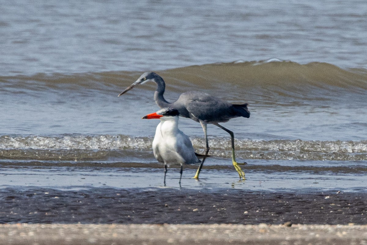 Caspian Tern - ML612223689