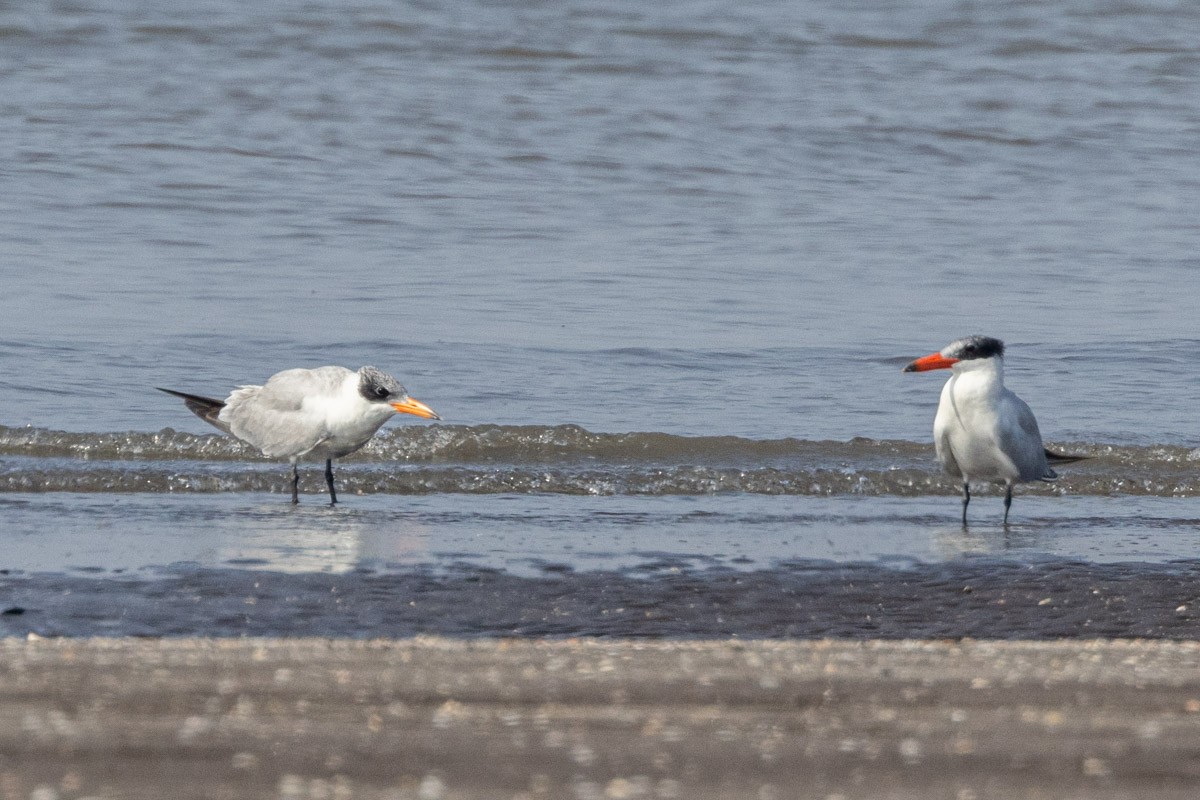 Caspian Tern - ML612223690