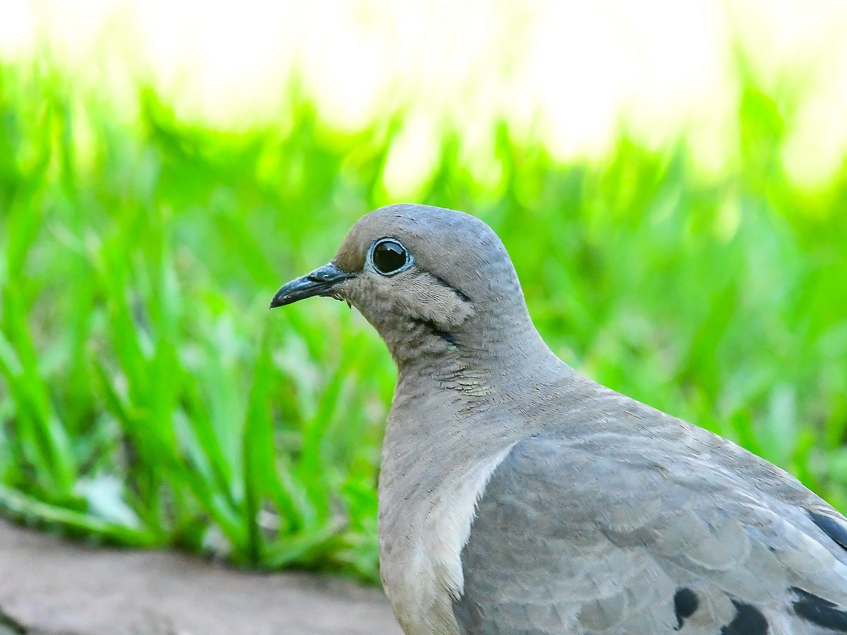 Eared Dove - ML612223783