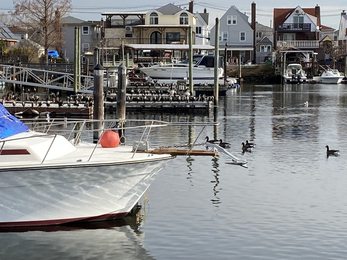 Double-crested Cormorant - ML612223826