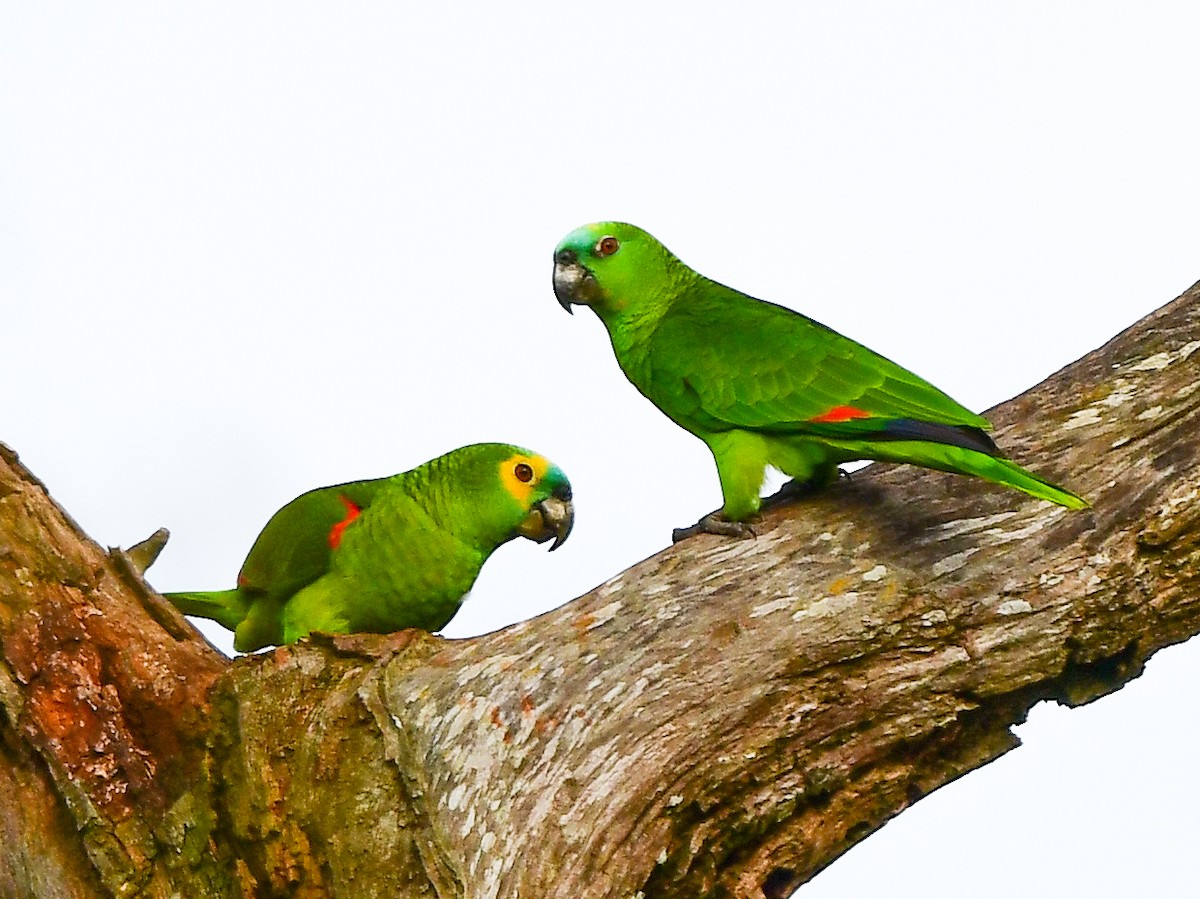 Turquoise-fronted Parrot - Xueping & Stephan Popp