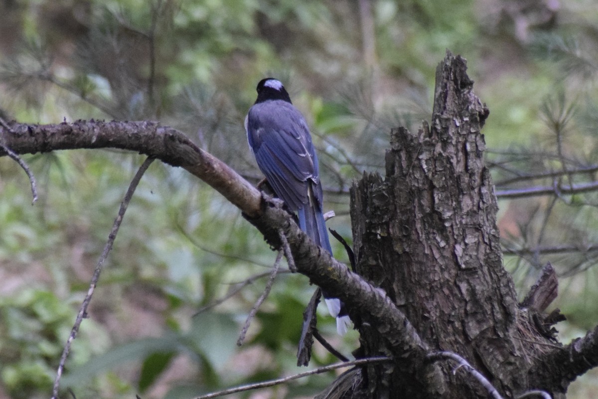 Yellow-billed Blue-Magpie - ML612223876