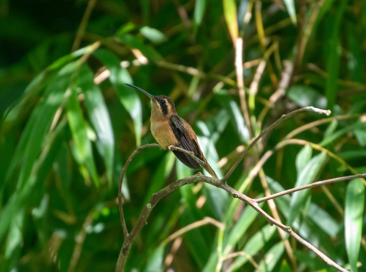 kolibřík proužkohrdlý - ML612223885